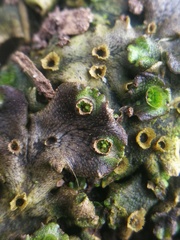 Marchantia polymorpha ruderalis