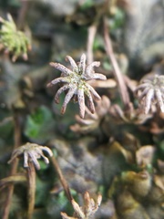 Marchantia polymorpha ruderalis