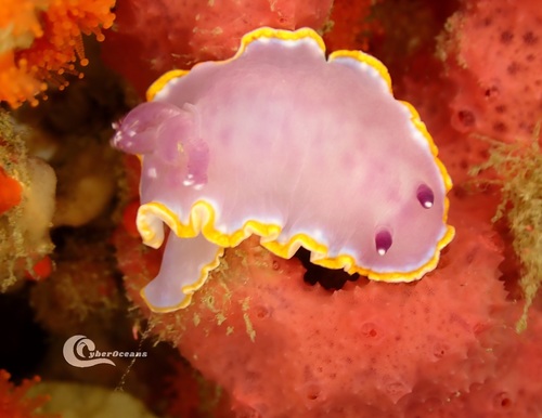 Photo of Purple doris (Felimida purpurea)