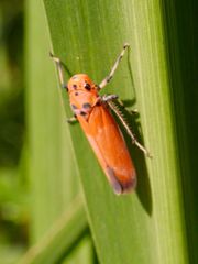Bothrogonia ferruginea