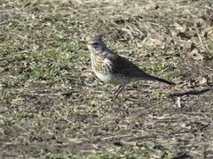 Turdus pilaris