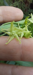 Cryptolepis capensis