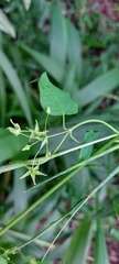 Cryptolepis capensis