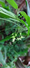 Cryptolepis capensis