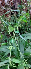 Cryptolepis capensis