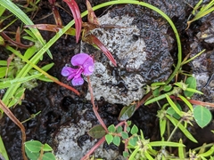 Indigofera dalzellii