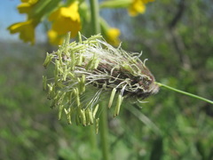 Alopecurus vaginatus