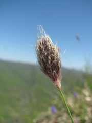 Alopecurus vaginatus