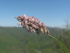 Alopecurus vaginatus