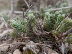 Thymelaea pubescens