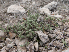 Thymelaea pubescens