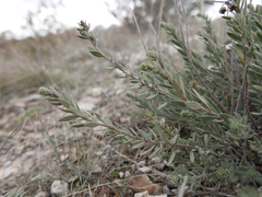 Haplophyllum linifolium