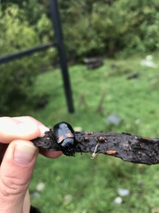 Oryctomorphus bimaculatus