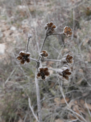 Haplophyllum linifolium