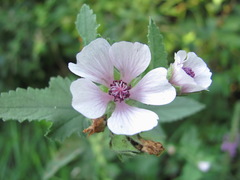 Althaea taurinensis