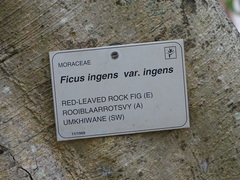 Ficus ingens ingens