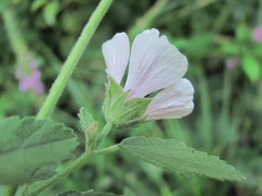 Althaea taurinensis