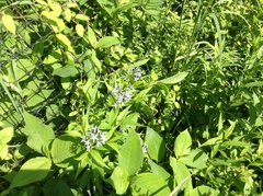 Amsonia tabernaemontana