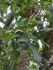 Ficus ingens ingens