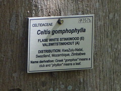 Celtis gomphophylla