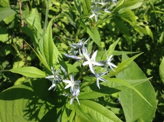Amsonia tabernaemontana