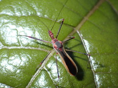 Euagoras plagiatus