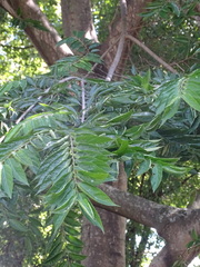 Celtis gomphophylla