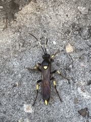 Ichneumon stramentor