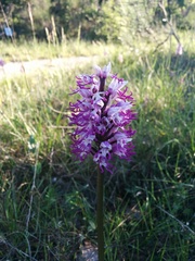 Orchis simia