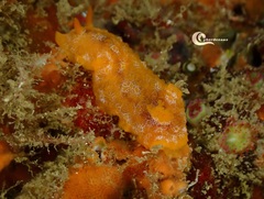 Doriopsilla areolata