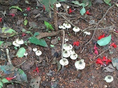 Hymenagaricus