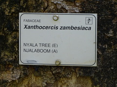 Xanthocercis zambesiaca