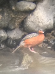 Merganetta armata armata