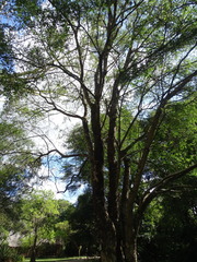 Xanthocercis zambesiaca