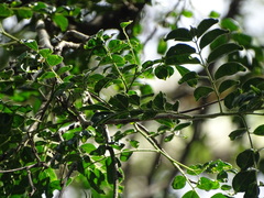 Xanthocercis zambesiaca