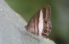 Euptychoides albofasciata