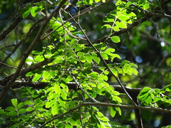 Xanthocercis zambesiaca