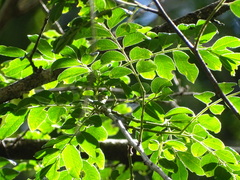 Xanthocercis zambesiaca