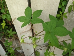 Humulus scandens