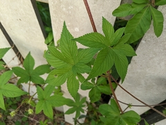 Humulus scandens