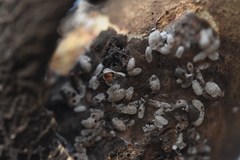 Eriococcus lagerstroemiae