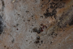 Eriococcus lagerstroemiae