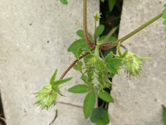 Humulus scandens