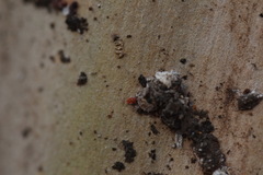 Eriococcus lagerstroemiae