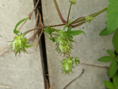 Humulus scandens