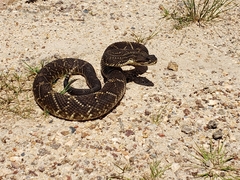 Crotalus durissus terrificus