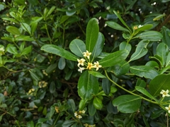 Pittosporum tobira