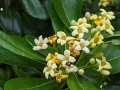 Pittosporum tobira