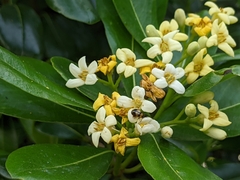 Pittosporum tobira