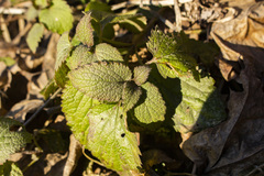 Lamium maculatum